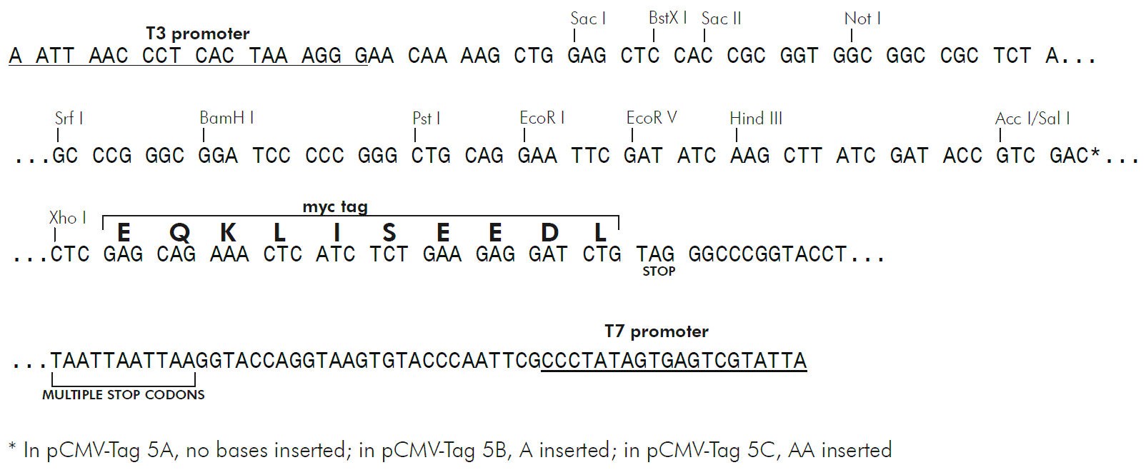 pCMV-Tag 5B 多克隆位点 点击看大图 pCMV-Tag 5B 多克隆位点